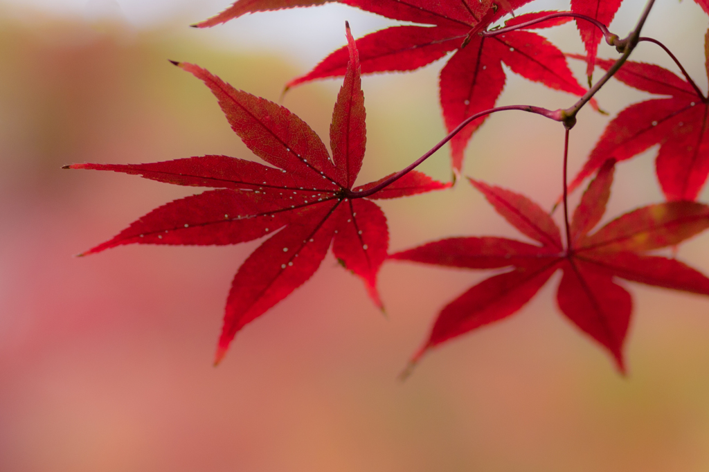 松戸 本土寺の紅葉_1