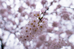 広角で撮った桜_2