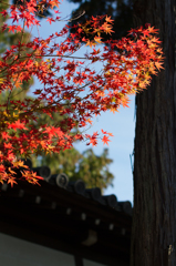 京都　東福寺