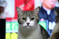 6DにEF-S(改)レンズで　２