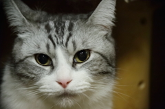 6DにEF-S(改)レンズで　１