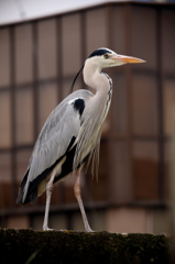 6DにEF-Sレンズでアオサギ