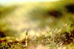 The morning sun in spring