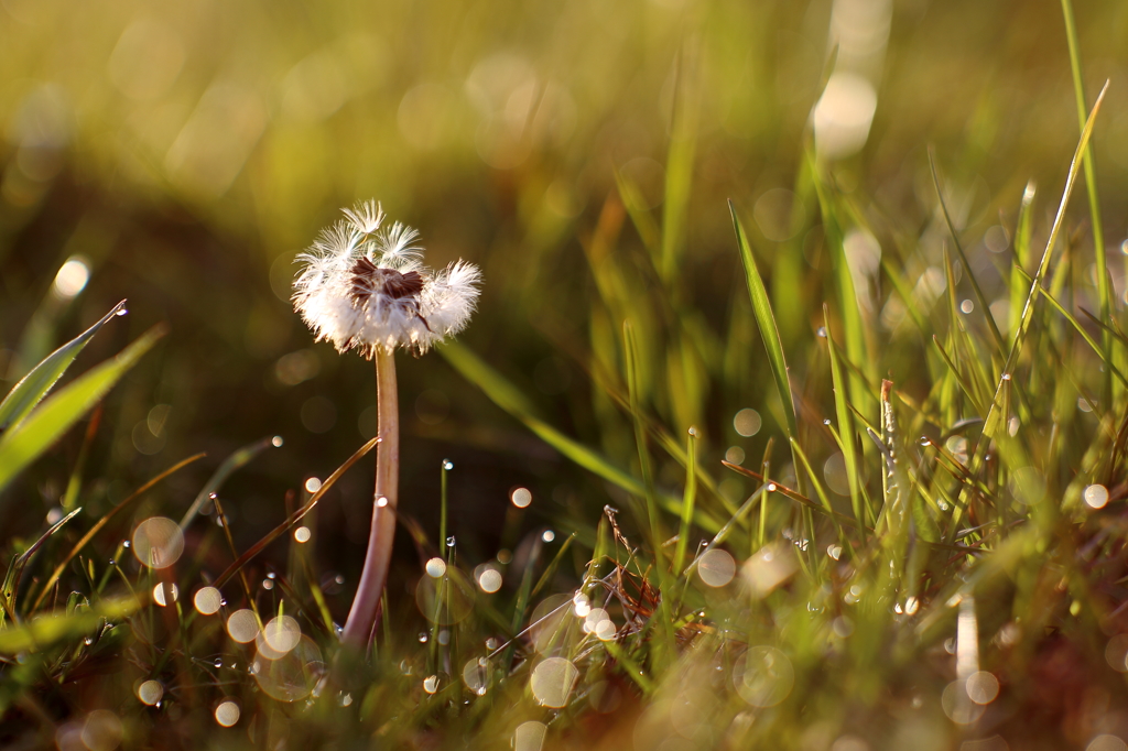 MC JUPITER-9 2/85 で日の出直後に