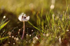 MC JUPITER-9 2/85 で日の出直後に