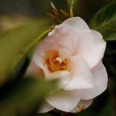 山茶花on梅