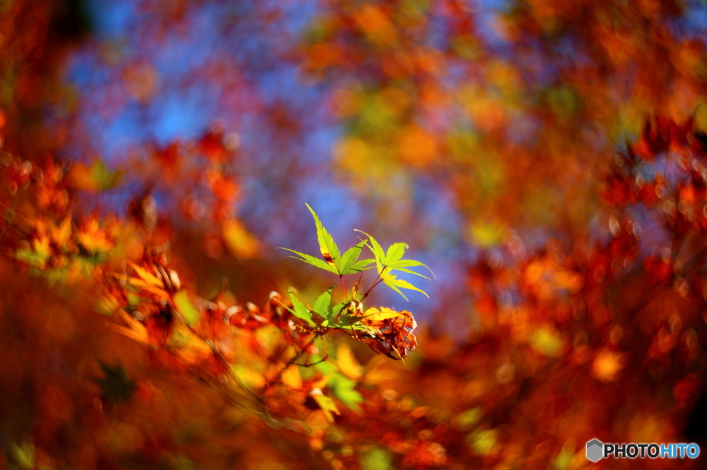 紅葉をグルグルボケ