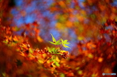 紅葉をグルグルボケ