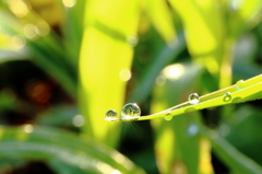 朝露に光芒