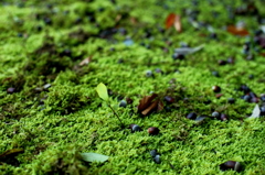 いずれ木となるどんぐり発芽