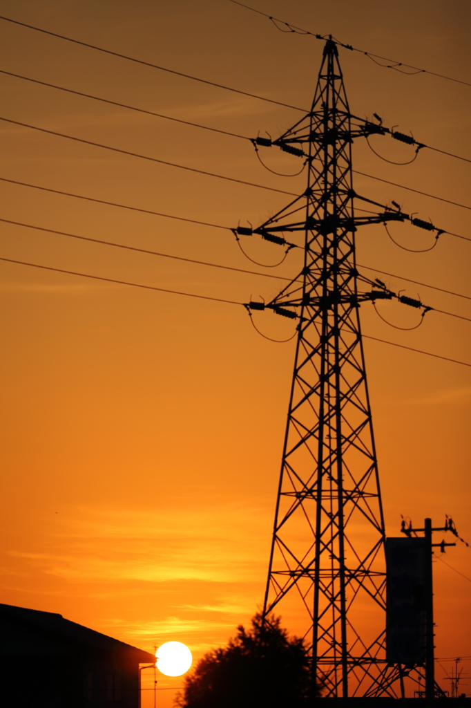 鳥が飛んでいます