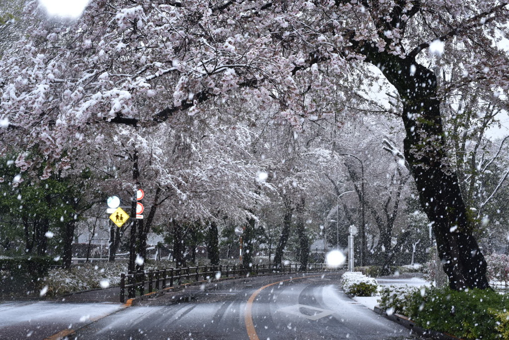 雪桜