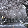 雪桜