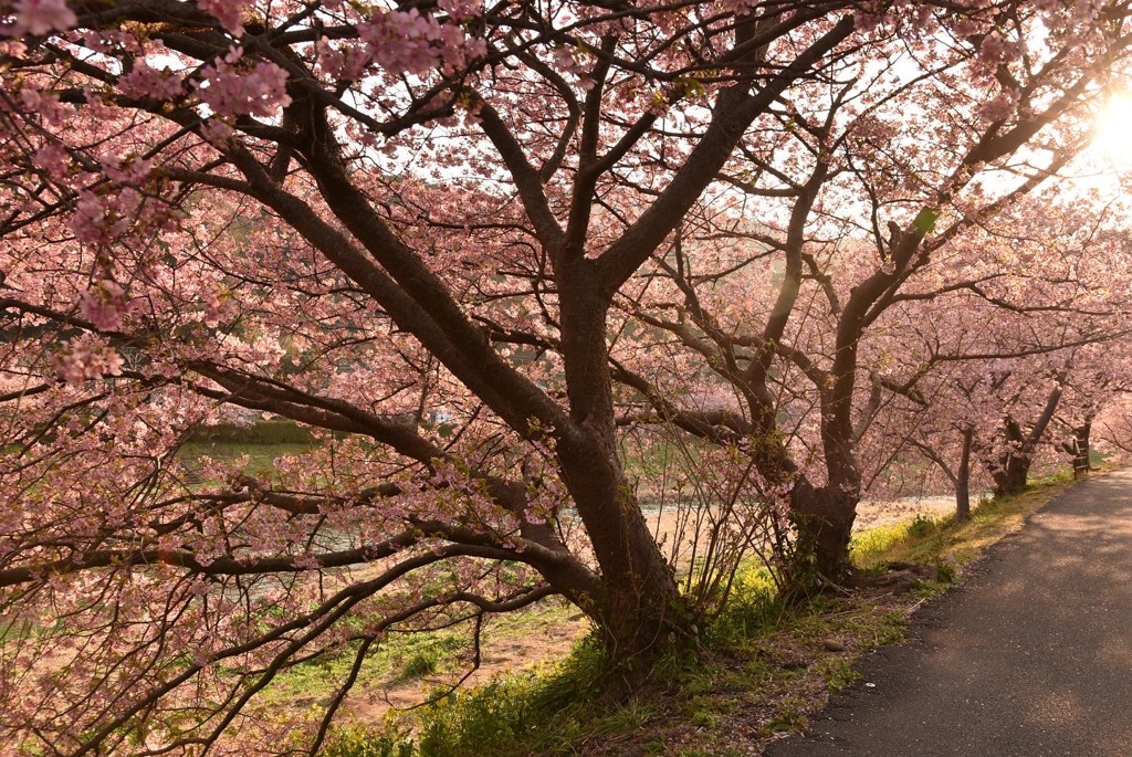 河津桜