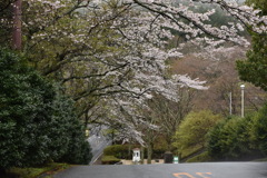 天城越え