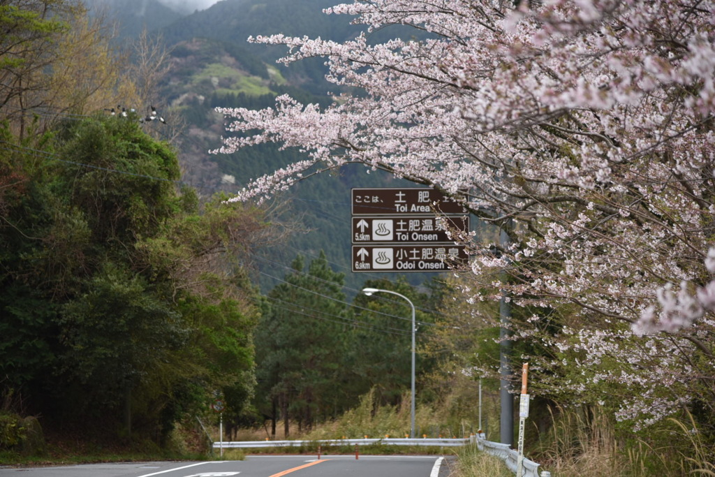 桜
