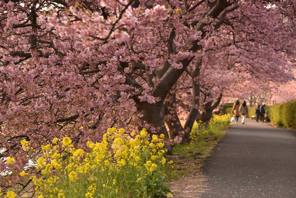河津桜