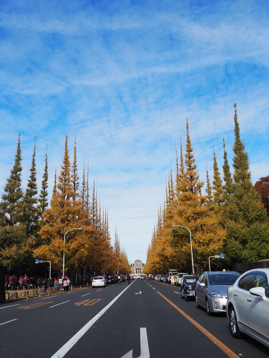イチョウ真っ盛り