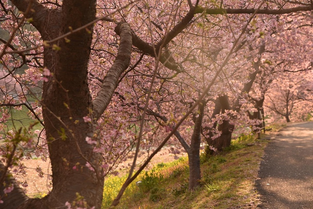 河津桜と光