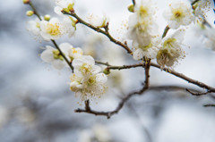 梅の花