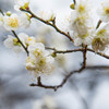 梅の花