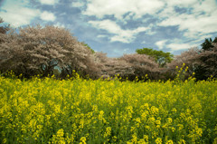 菜の花畑