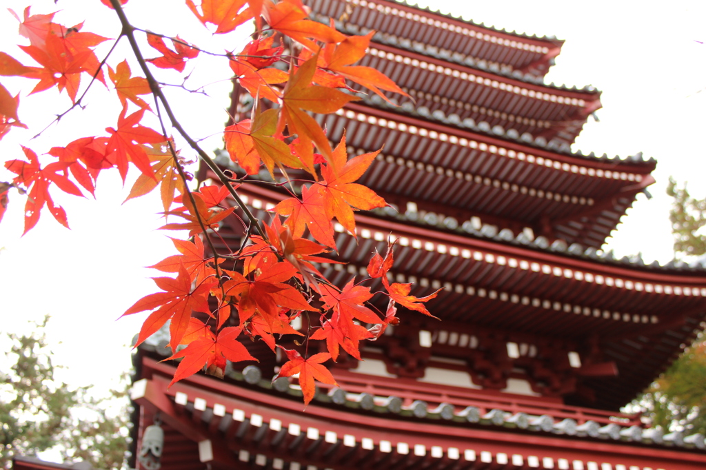 本土寺　紅葉