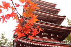 本土寺　紅葉