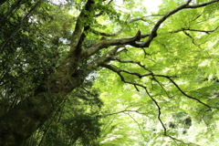 樹齢数百年