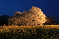 一心行の大桜