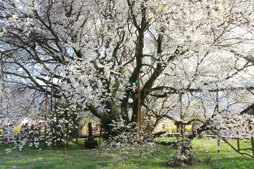 一心行の大桜