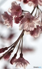 sakura-saku