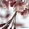 sakura-saku