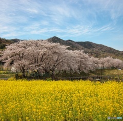 桜と菜の花