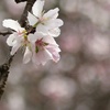 寒桜 2
