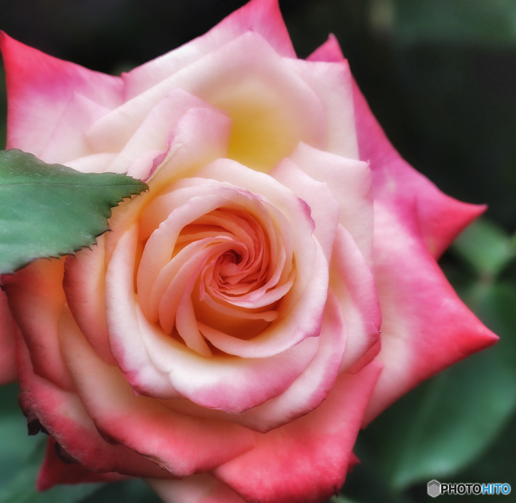 rose