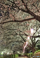 夜桜