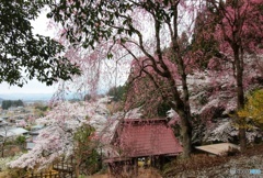 枝垂桜