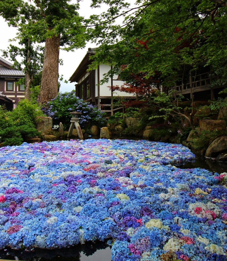 漂う紫陽花