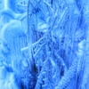 氷柱