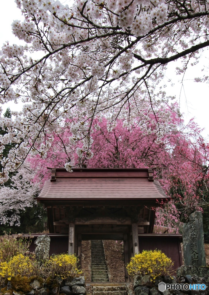 花曇り