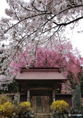 花曇り
