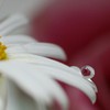 薔薇の雫