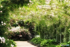 rose  arch