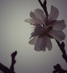 寒桜