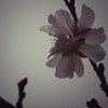 寒桜