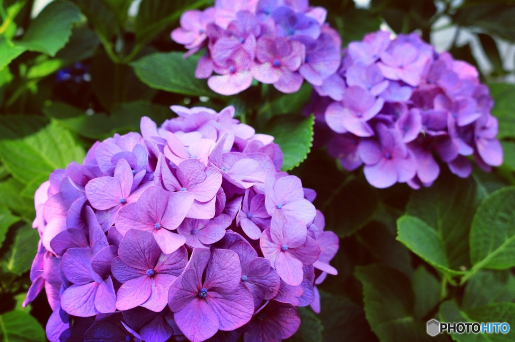 鎌倉の紫陽花