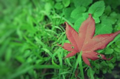 紅く・・