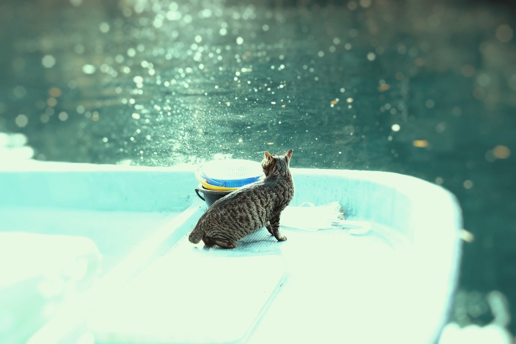 にゃあ・・2