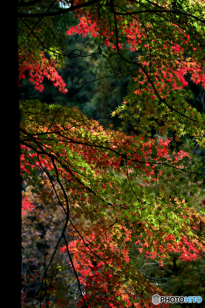 紅葉